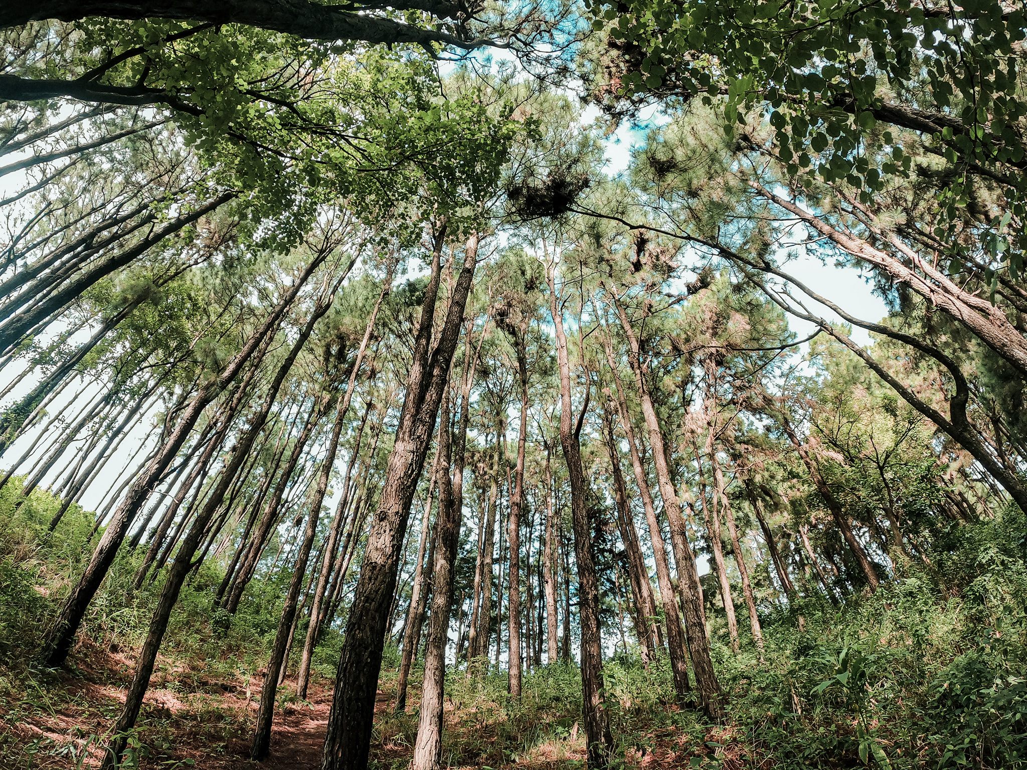 Little Baguio